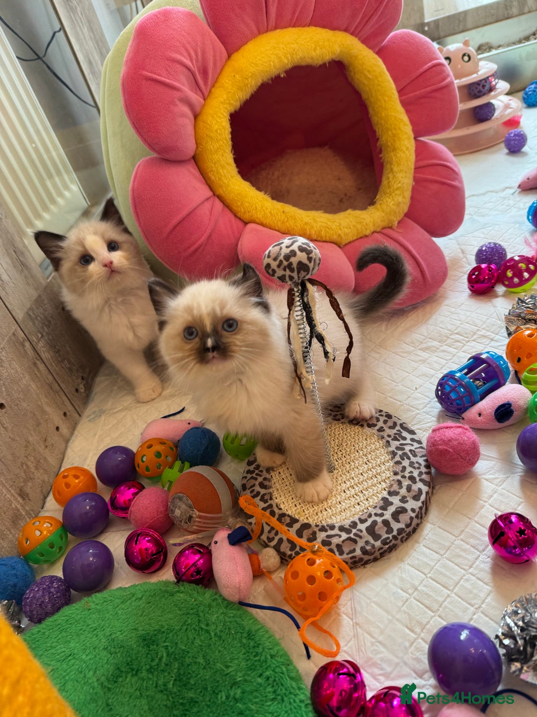 Ragdoll cats for sale: One Girl Available 🌸 - Image 7