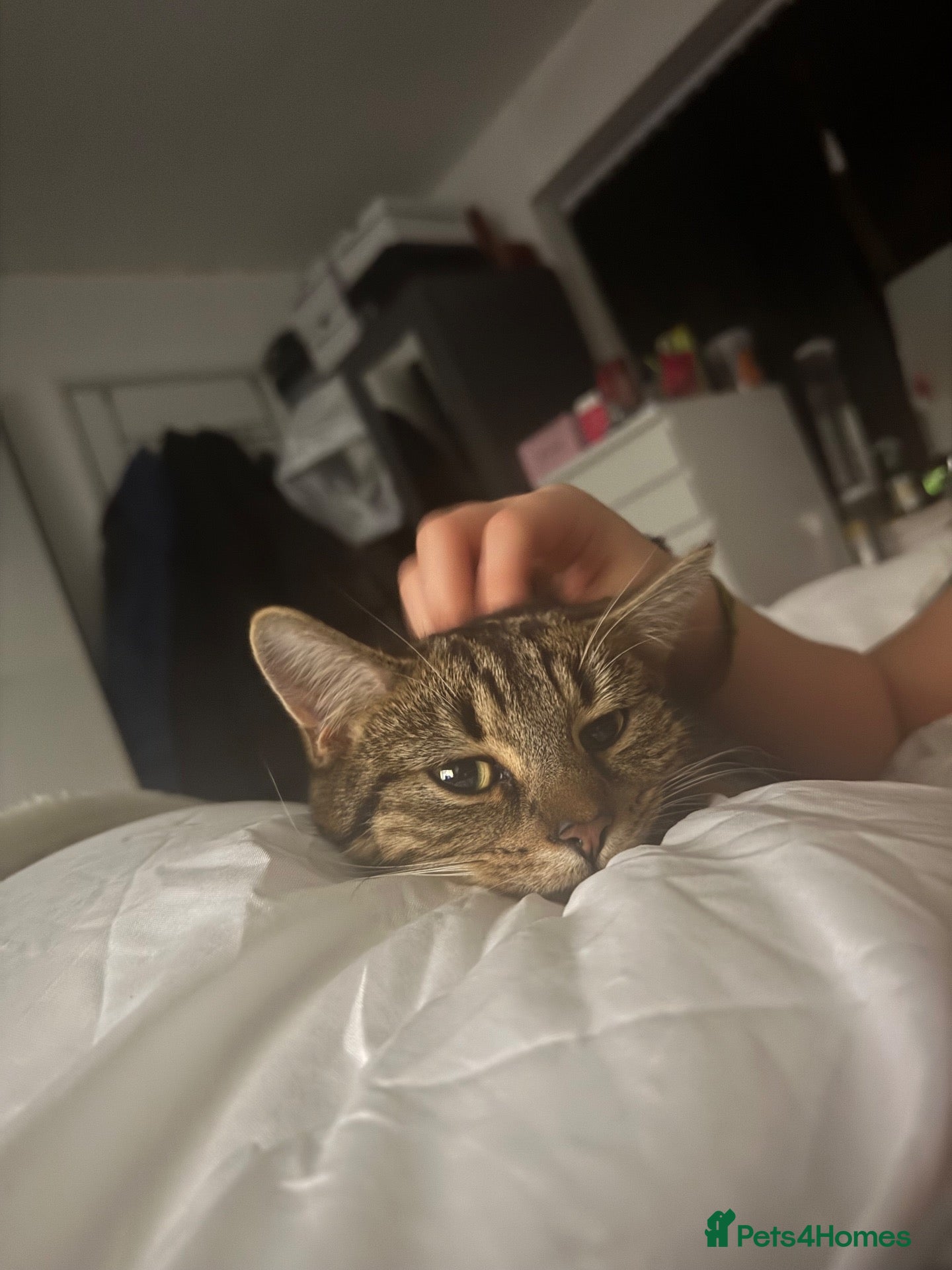 Mixed Breed cats 7 month tabby female  - Advert 1