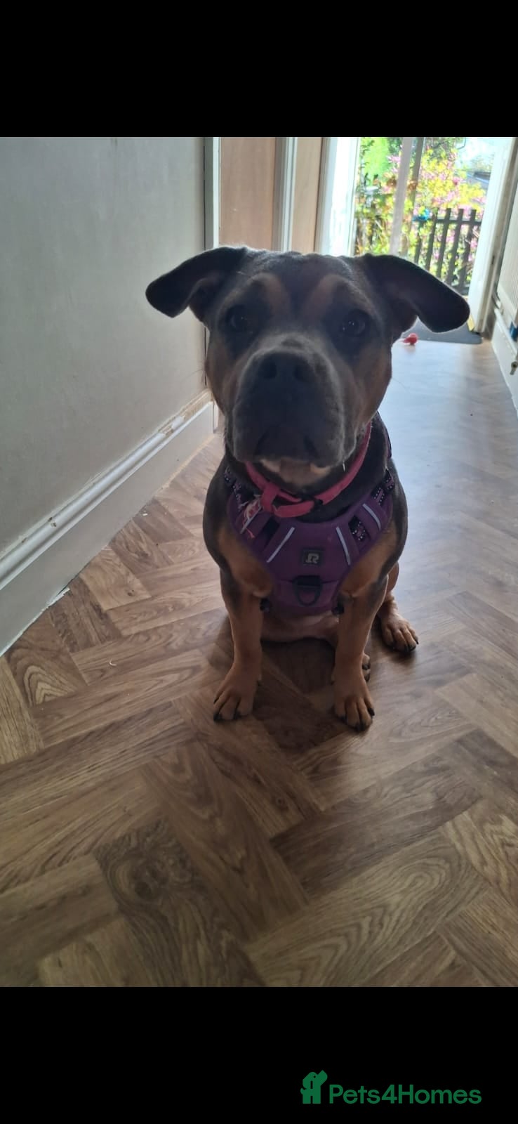 Mixed Breed dogs Skye  7 month  mix breed  beautiful dog - Advert 2