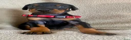 Dobermann dogs for sale: Health tested European puppies  - Advert 16