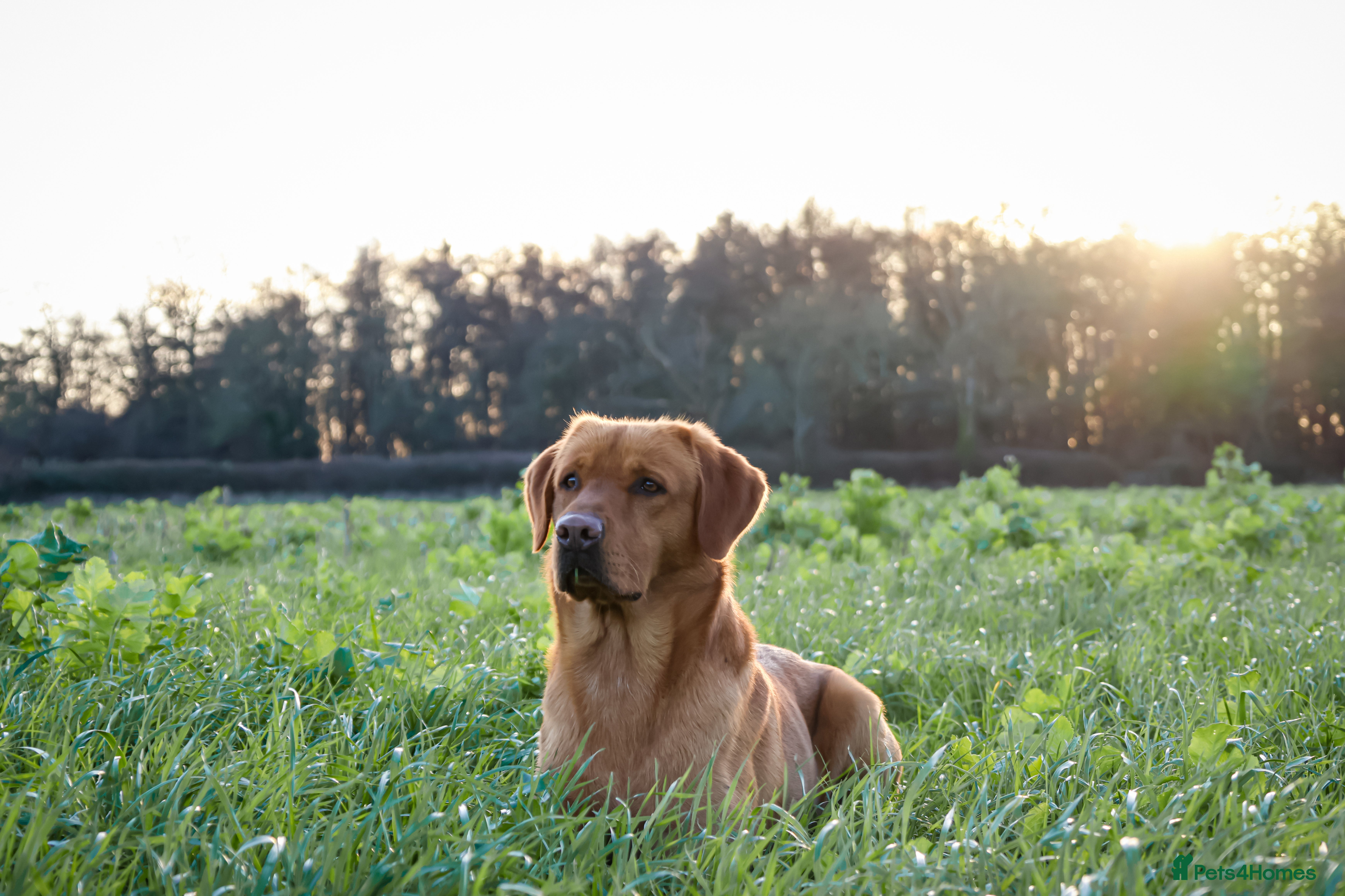 Labrador Retriever dogs PROVEN KC Fox Red Health Tested Labrador Stud Dog in Chippenham - Advert 24