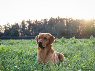 Labrador Retriever dogs PROVEN KC Fox Red Health Tested Labrador Stud Dog in Chippenham - Advert 24