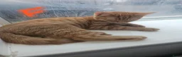 Mixed Breed cats for sale: Kittens to rehome  in Leicester - Advert 2