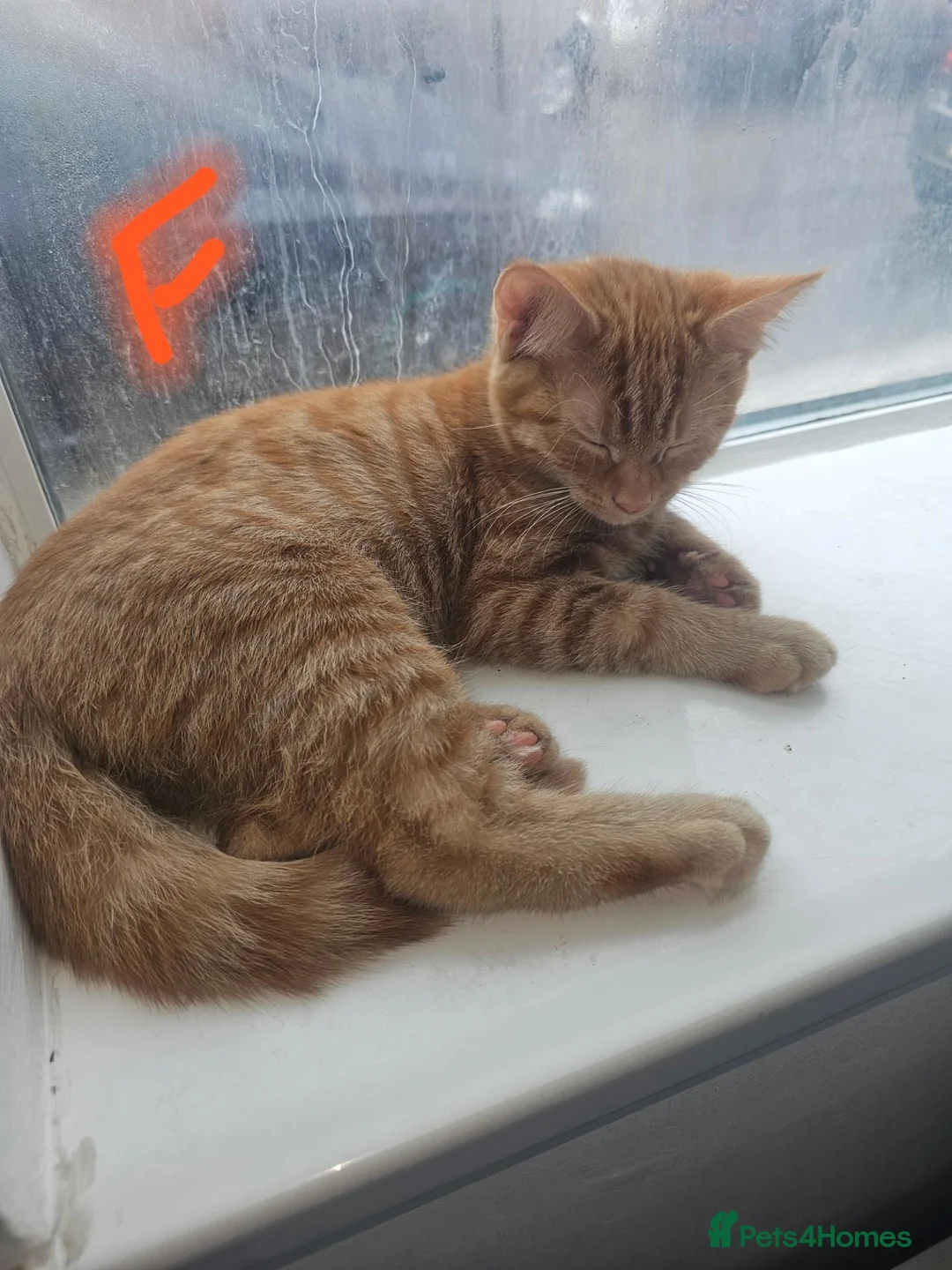 Mixed Breed cats for sale: Kittens to rehome  in Leicester - Advert 2