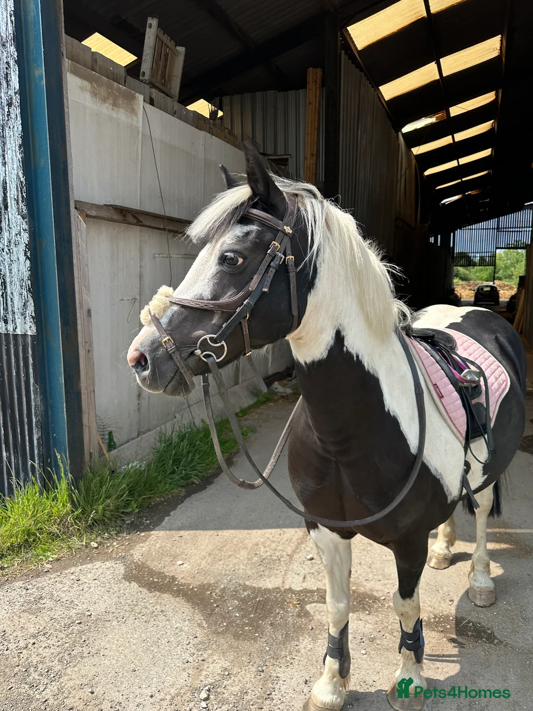 Other Breed horses for sale: Welsh pard bred  - Advert 4
