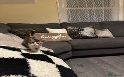 Domestic Shorthair cats for sale: Beautiful tabby female and accessories  - Image 6