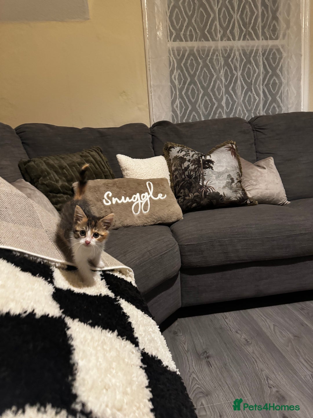 Domestic Shorthair cats for sale: Beautiful tabby female and accessories  - Image 6