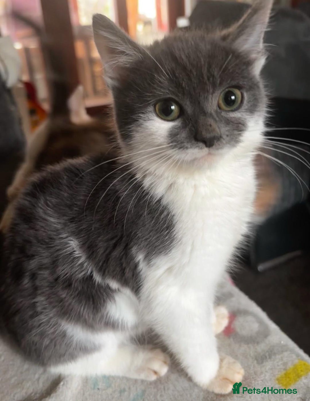 British Shorthair cats for sale: Beautiful kittens with great temprament - Advert 2