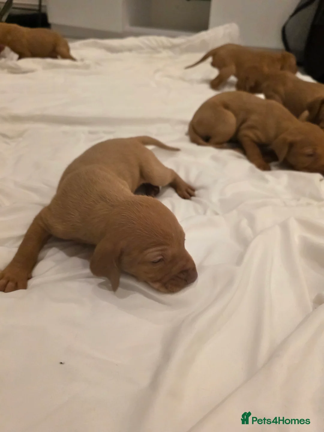 Hungarian Vizsla dogs for sale: Hungarian Vizsla Puppies Looking forForever Homes! in London - Advert 17