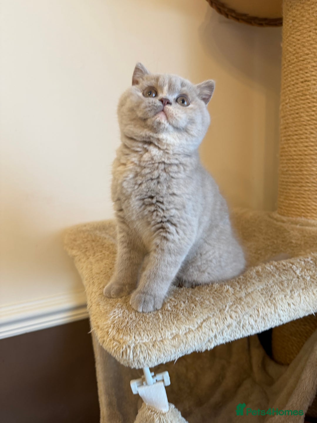 British Shorthair cats for sale: Lilac Tortie British Shorthair Female - Advert 10