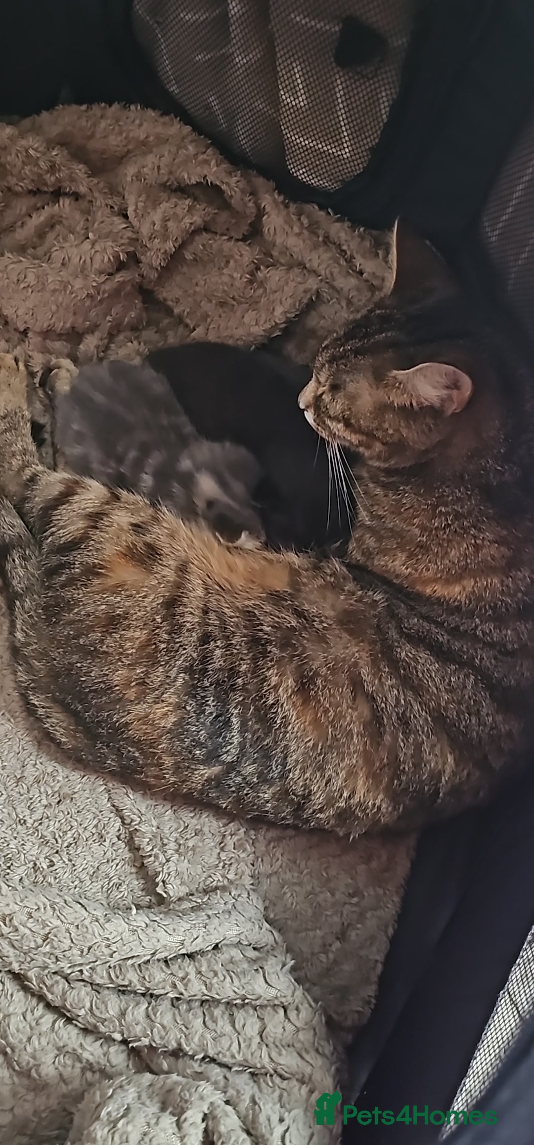 Mixed Breed cats Grey beautiful kittens - Advert 1