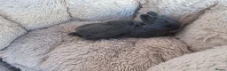 Netherland Dwarf rabbits for sale: Netherland dwarf bunnies-new litter - Advert 5