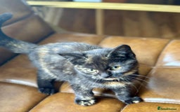 British Shorthair cats for sale: Pure British Shorthair Girls Ready Now! - Image 30