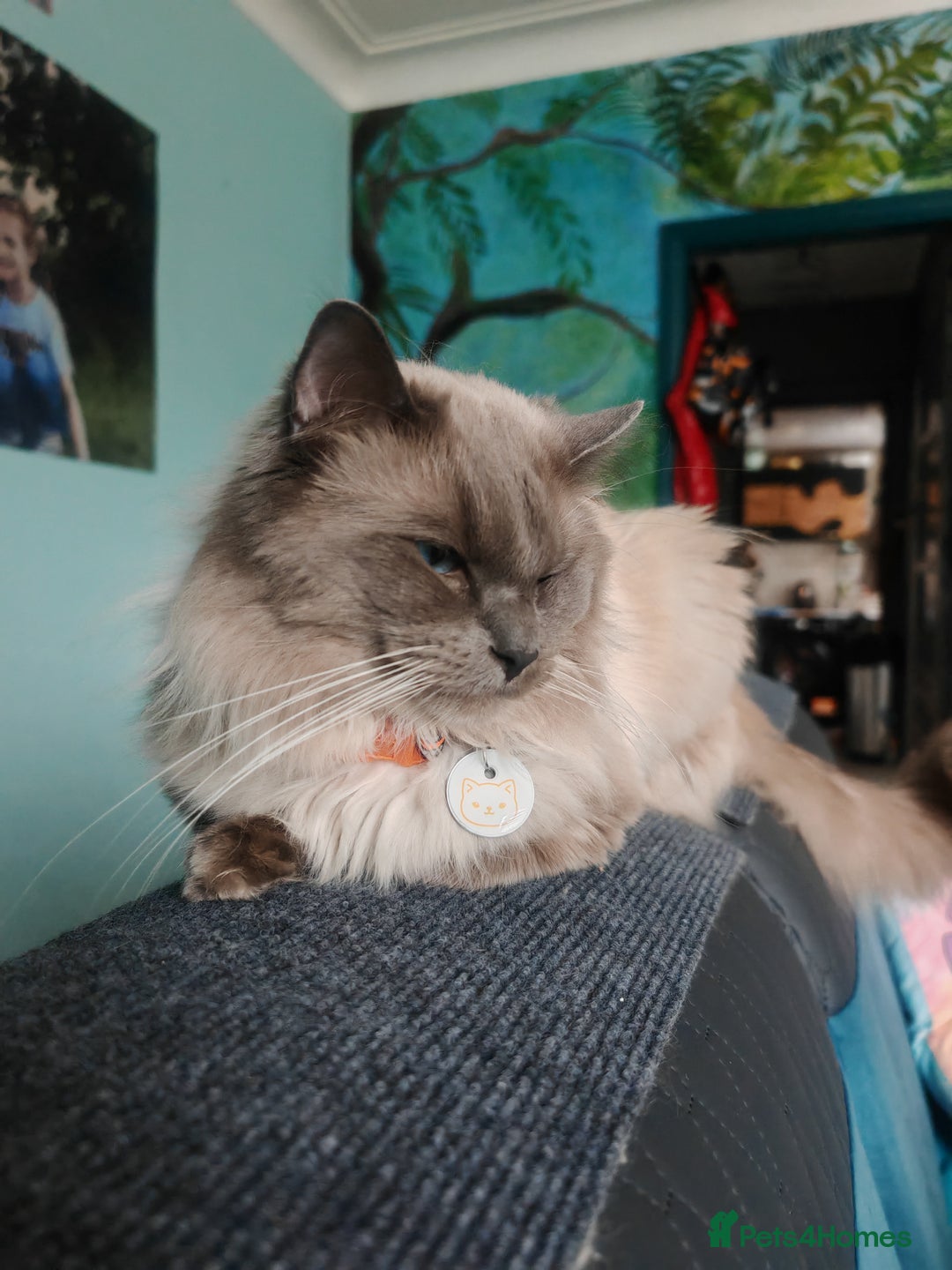 Ragcoon cats for sale: Amazing ragcoon kittens looking for lovely home  - Image 28