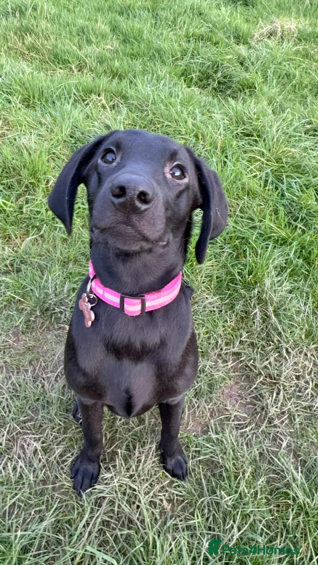 Labrador Retriever dogs for sale: Sweet labradore girl  - Advert 1