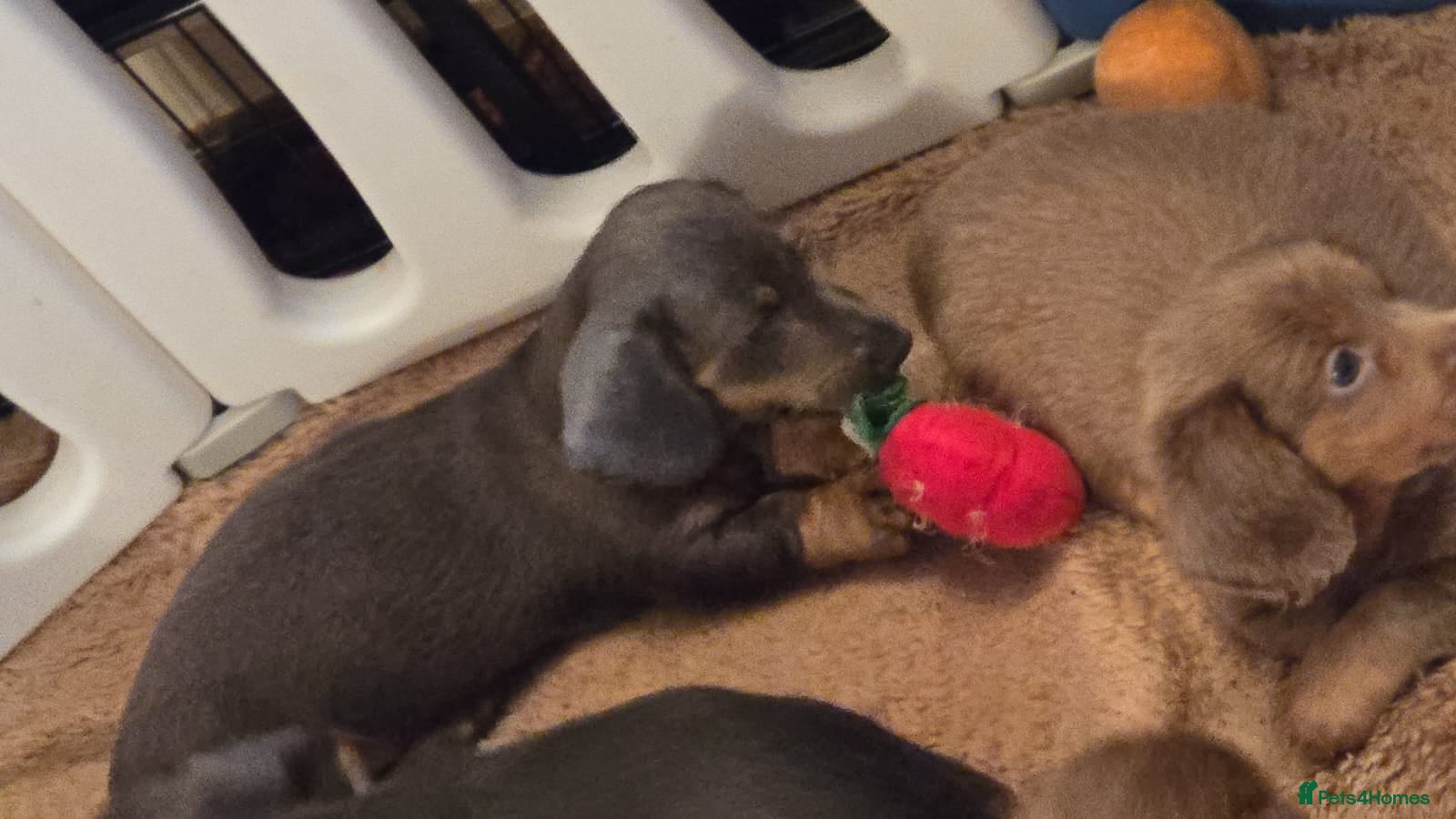 Dachshund dogs Mini long hair dachound avalabel  £750,00  - Advert 2