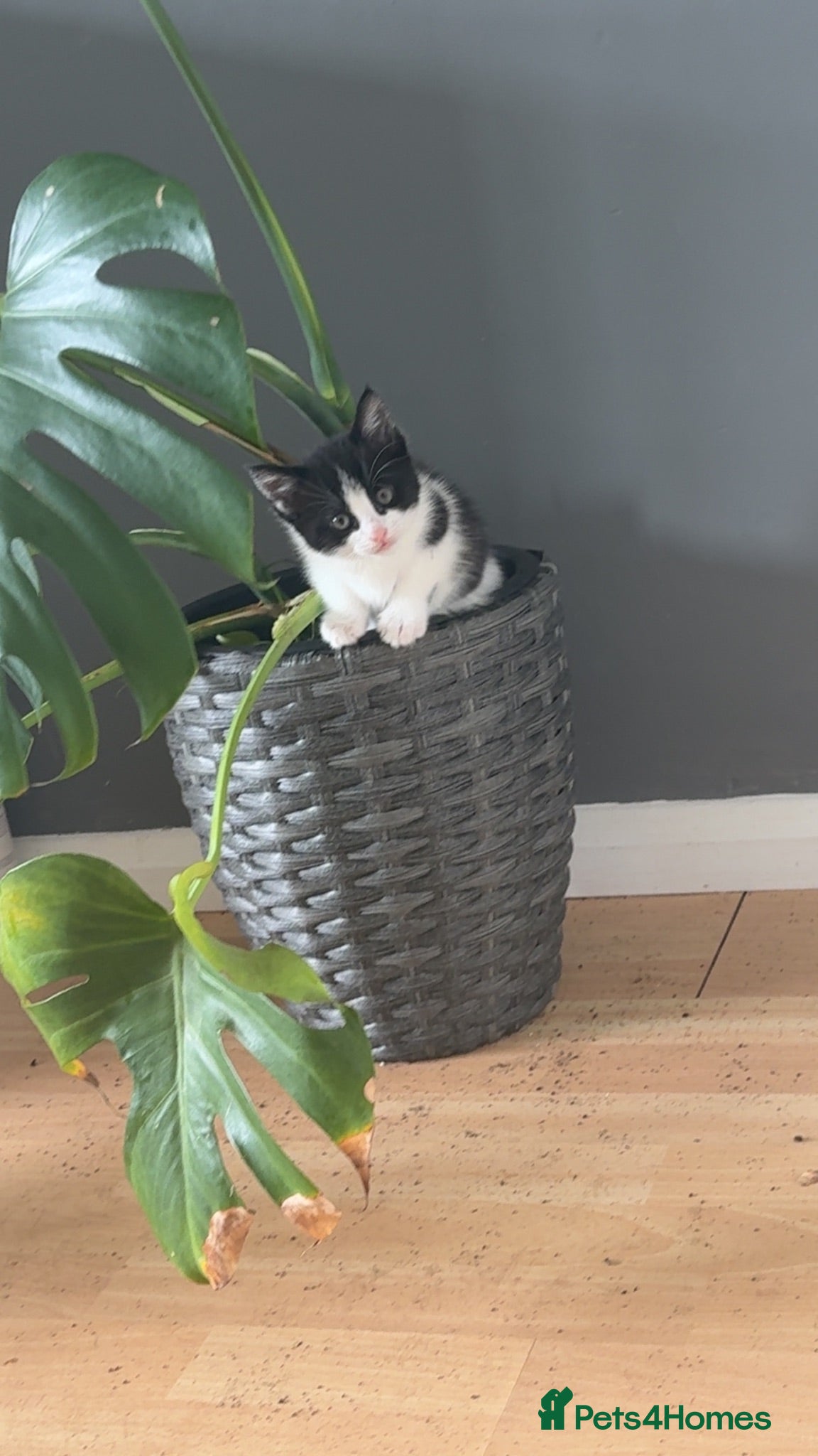 British Shorthair cats Beautiful kitten  - Advert 1