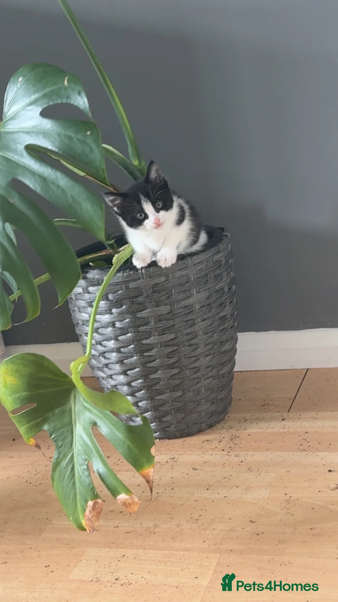 British Shorthair cats for sale: Beautiful kitten  - Advert 1
