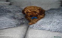 Labradoodle dogs for sale: Miniature Labradoodle  - Advert 9