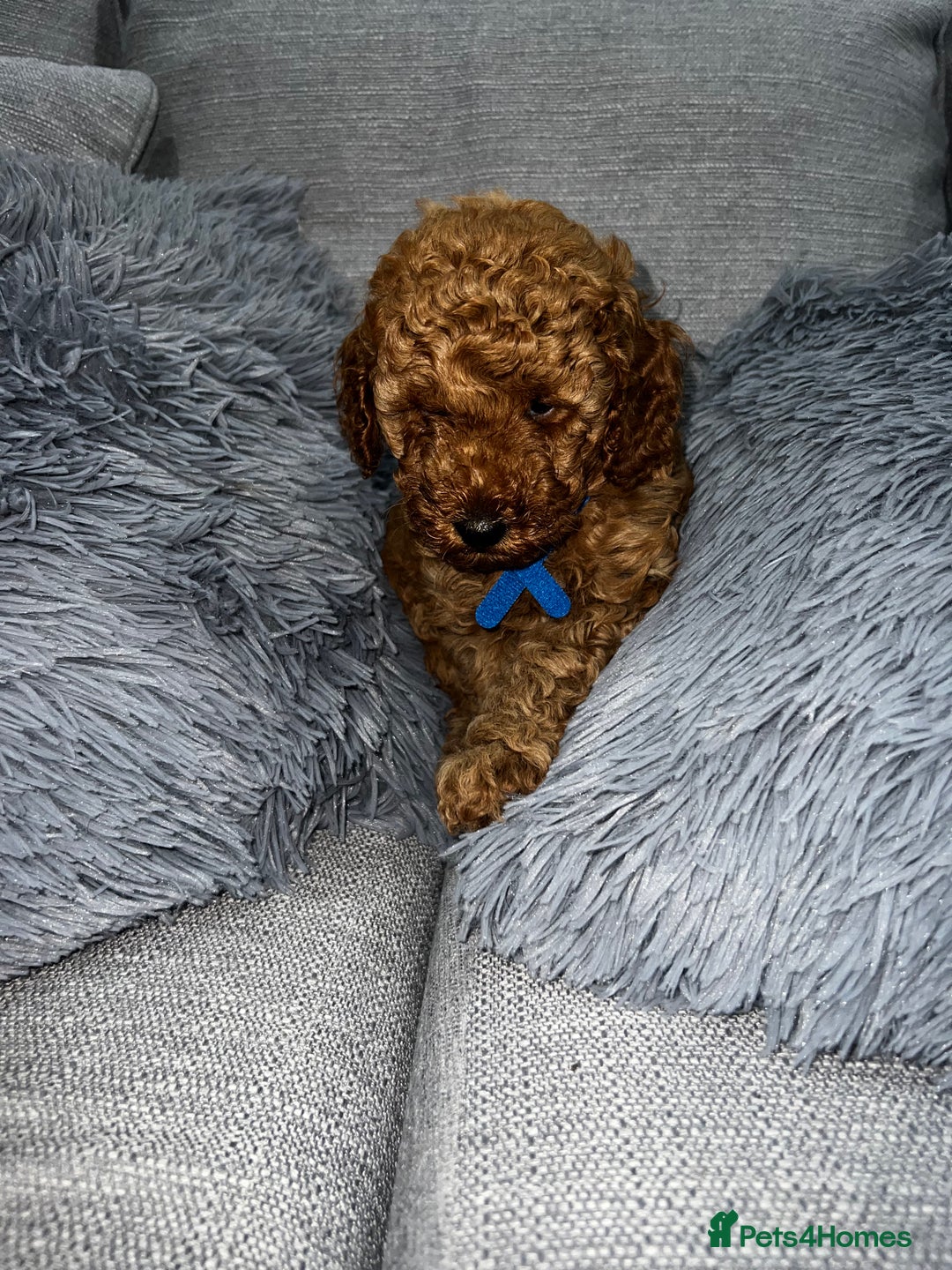 Labradoodle dogs for sale: Miniature Labradoodle  - Advert 9