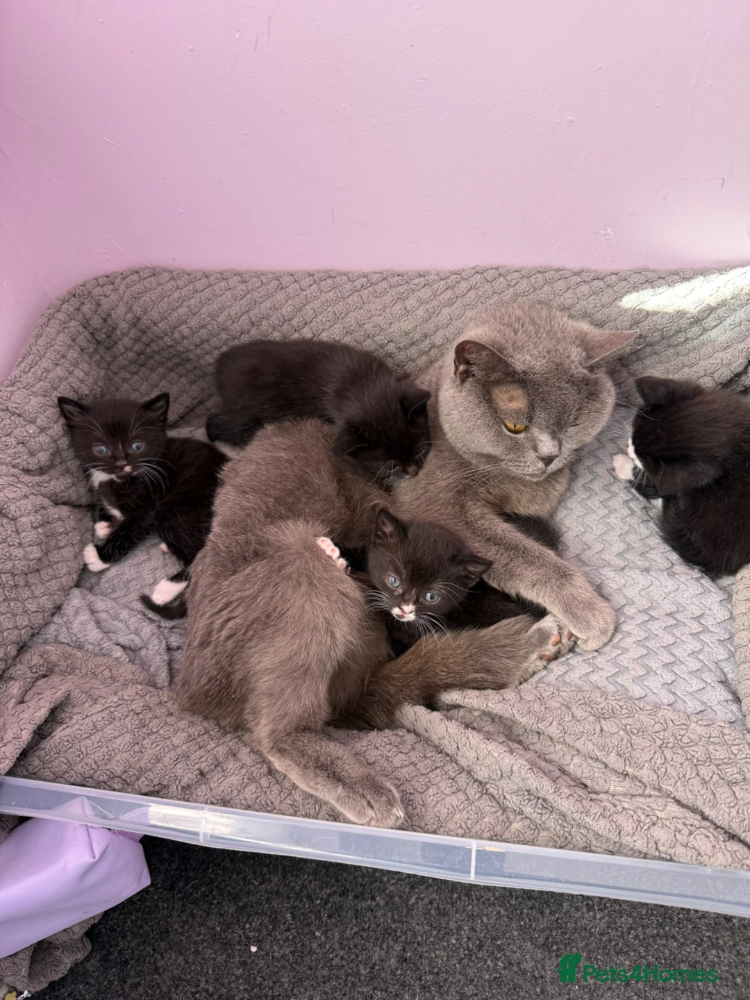 Mixed Breed cats for sale: British shorthair cross - Advert 5