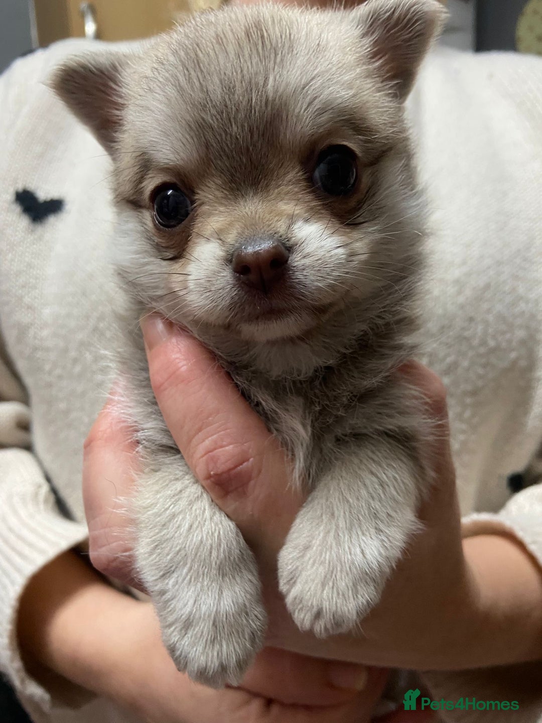 Pomchi dogs for sale: Stunning Pomchi’s - Advert 19