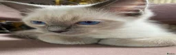 Ragdoll cats for sale: Adorable purebred Ragdolls  - Advert 16