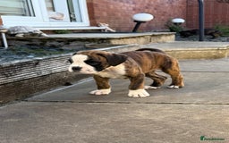 Boxer dogs for sale: Quality Boxer Puppies - Image 12