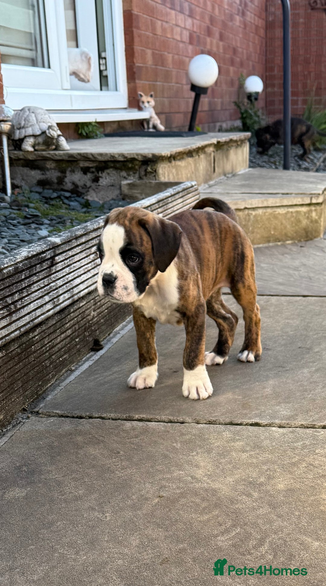 Boxer dogs for sale: Quality Boxer Puppies - Image 12
