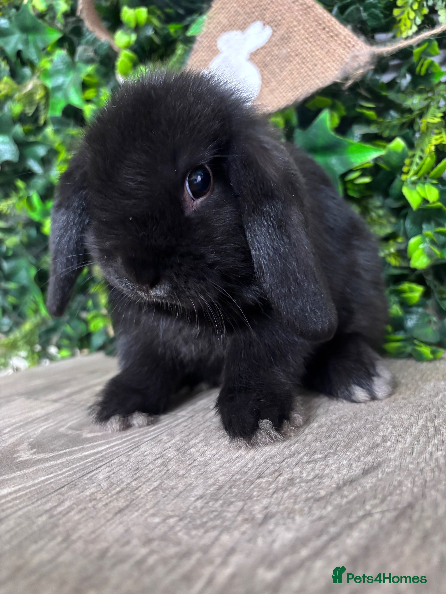 Mini Lop rabbits BEAUTIFUL BABY MINI LOP BUNNIES  - Advert 5