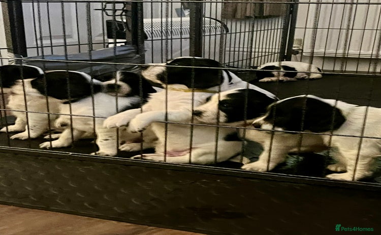 English Springer Spaniel dogs - Advert 1