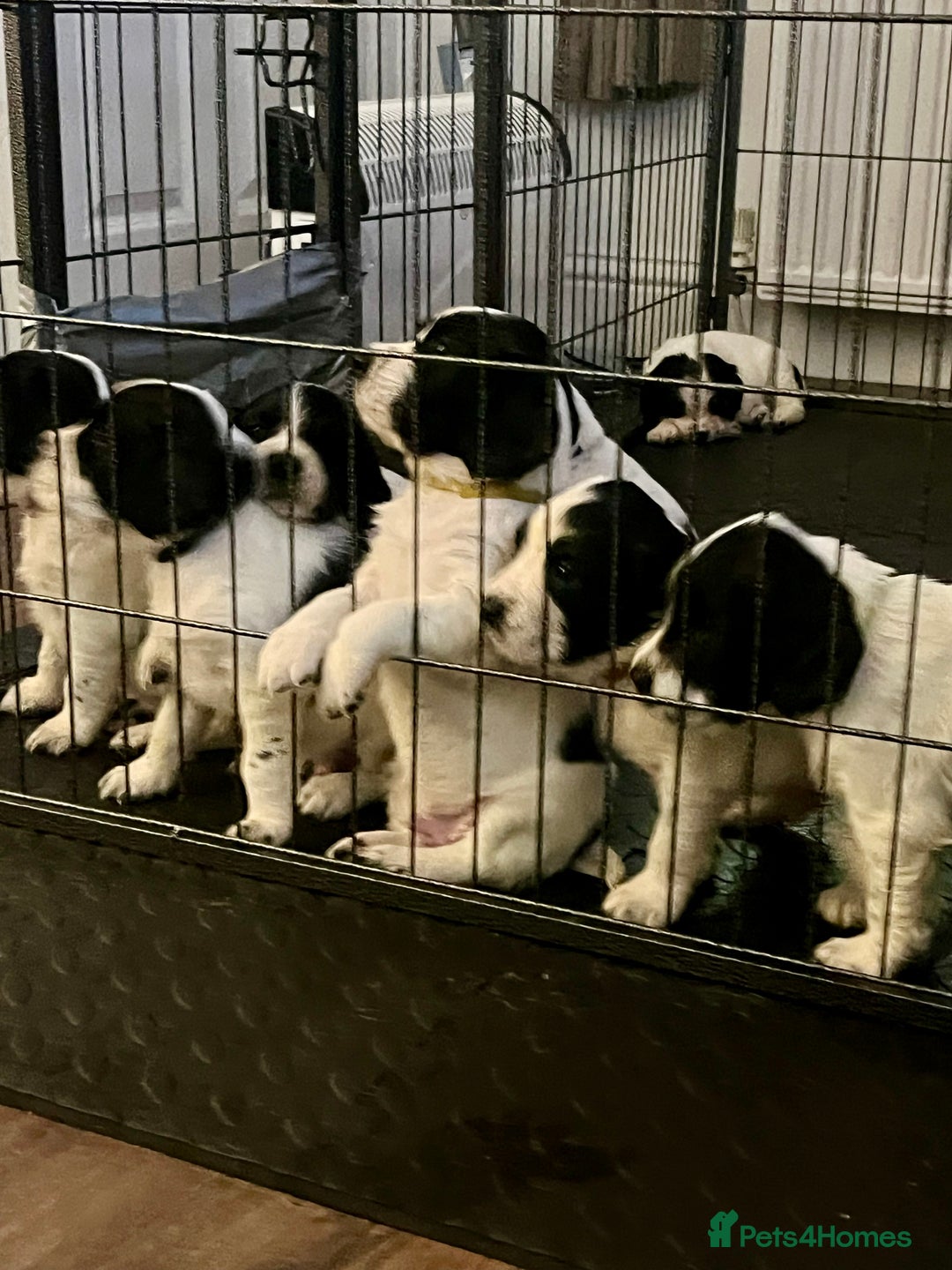 Springer Spaniel pups for sale in Alva Pets4Homes