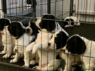 English Springer Spaniel dogs - Advert 34