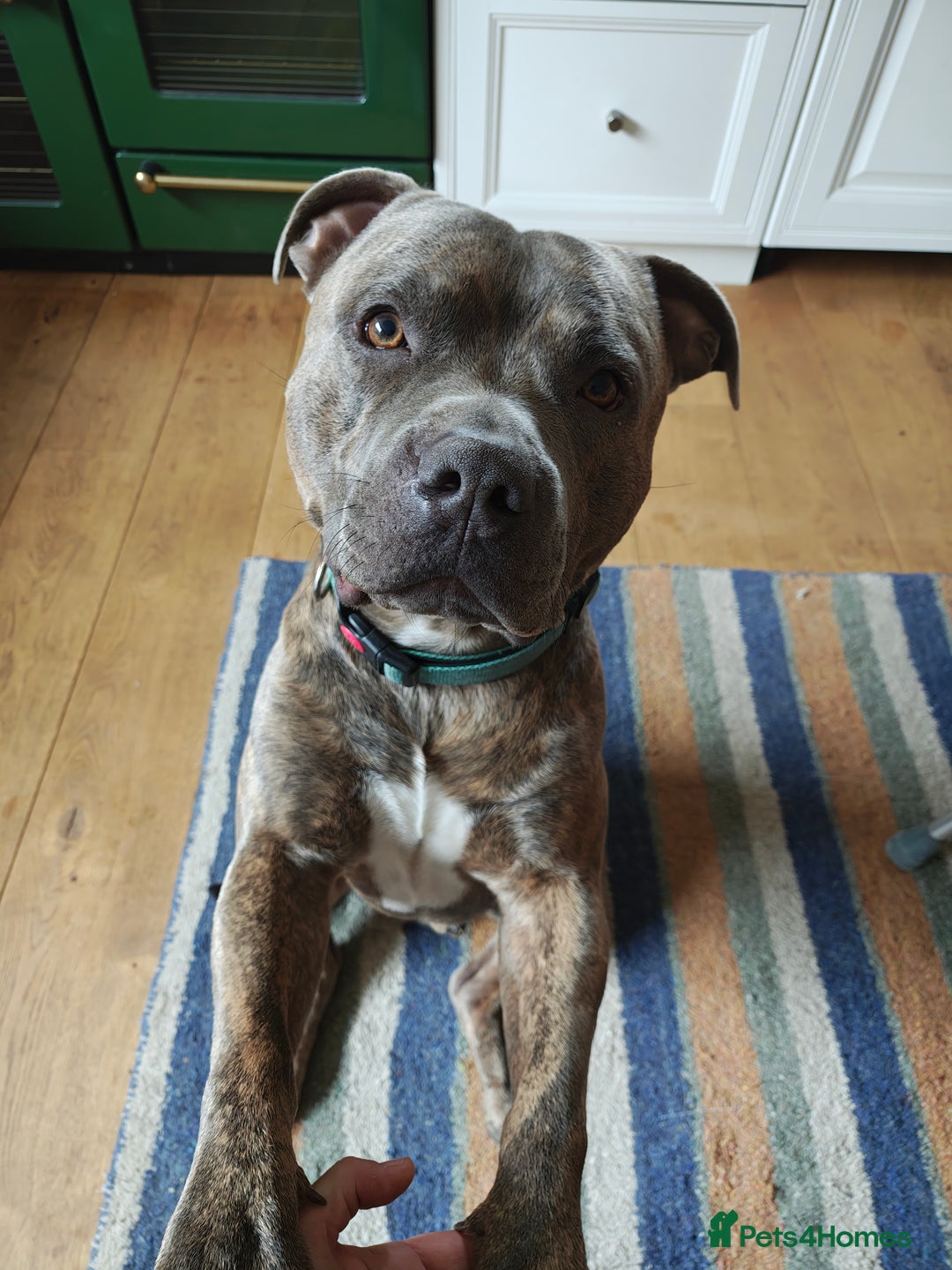 Staffordshire Bull Terrier dogs for stud: Blue/brindle Staffy  - Image 2