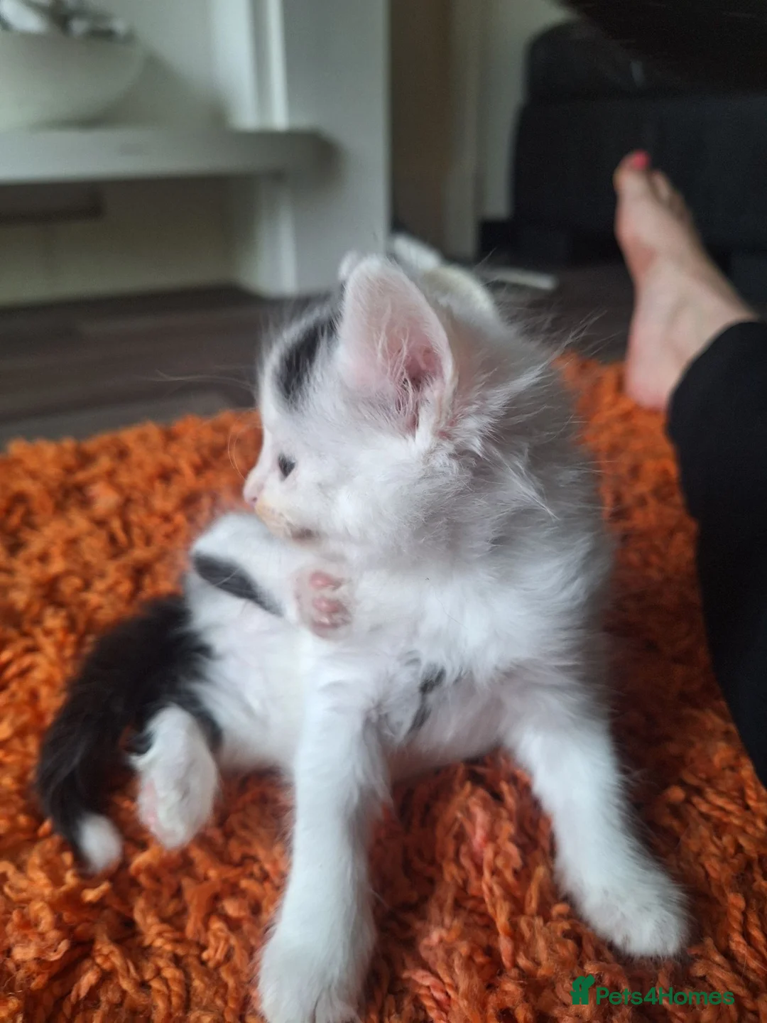 Mixed Breed cats for sale: 5 beautiful kittens ready to go! - Advert 9