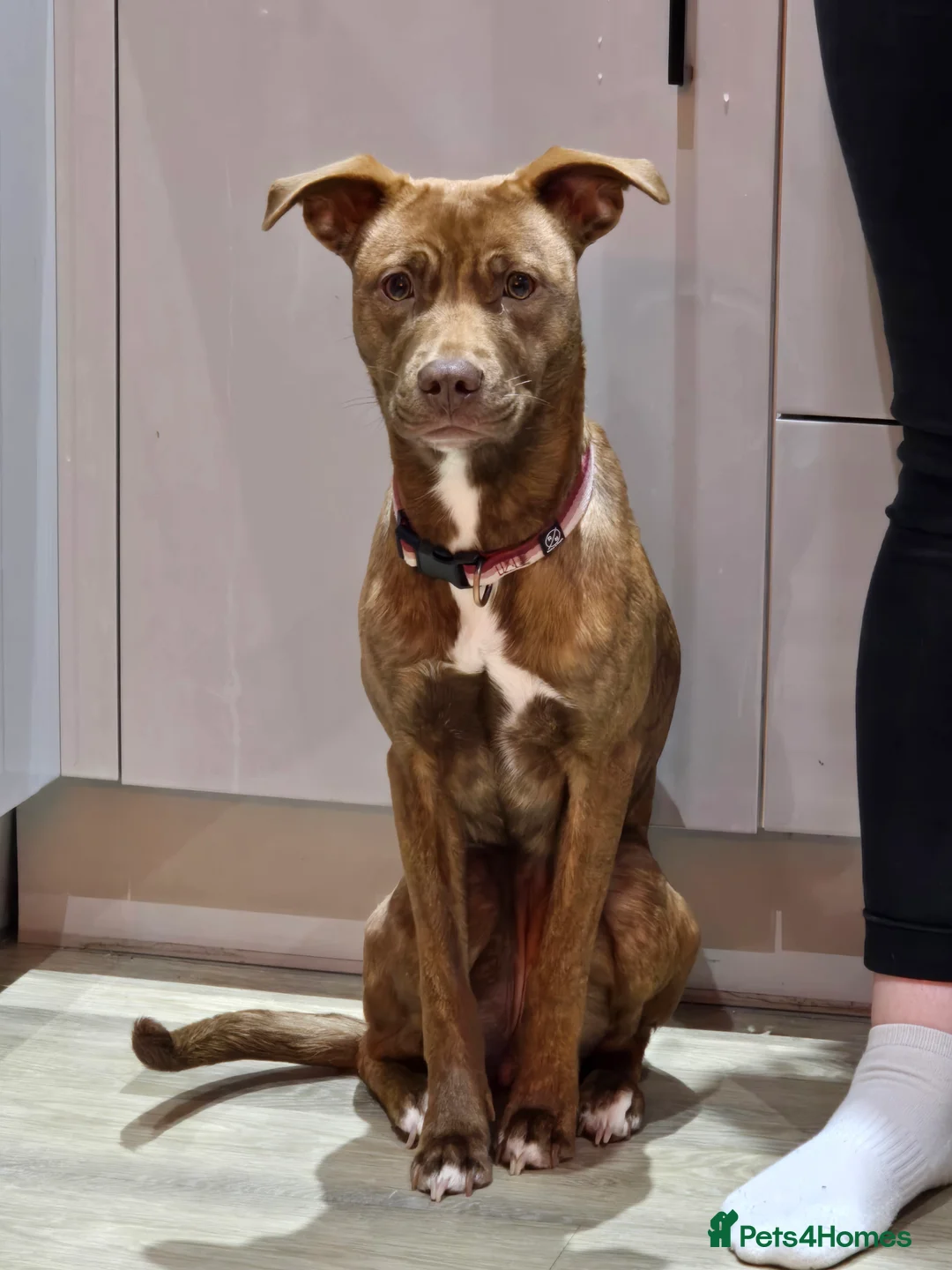 Mixed Breed dogs for sale: Bonnie - Advert 3