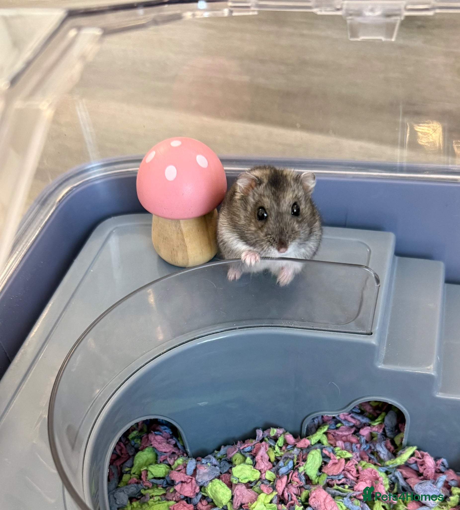 Hamster rodents Dwarf hamster with house, food and bedding  - Advert 1