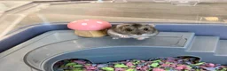 Hamster rodents for sale: Dwarf hamster with house, food and bedding  - Advert 1