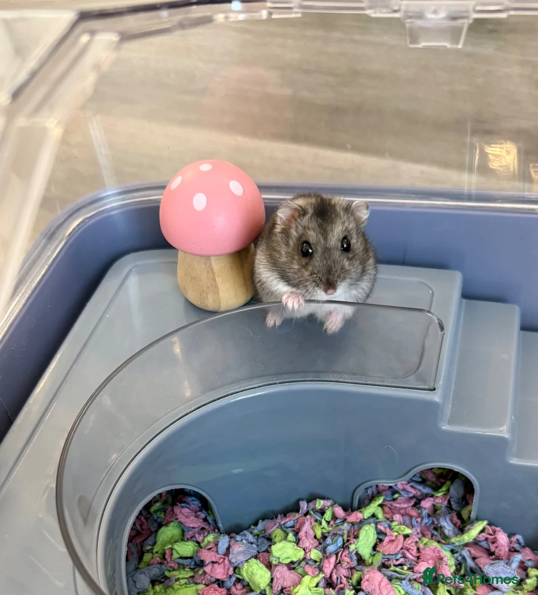 Hamster rodents for sale: Dwarf hamster with house, food and bedding  - Advert 1