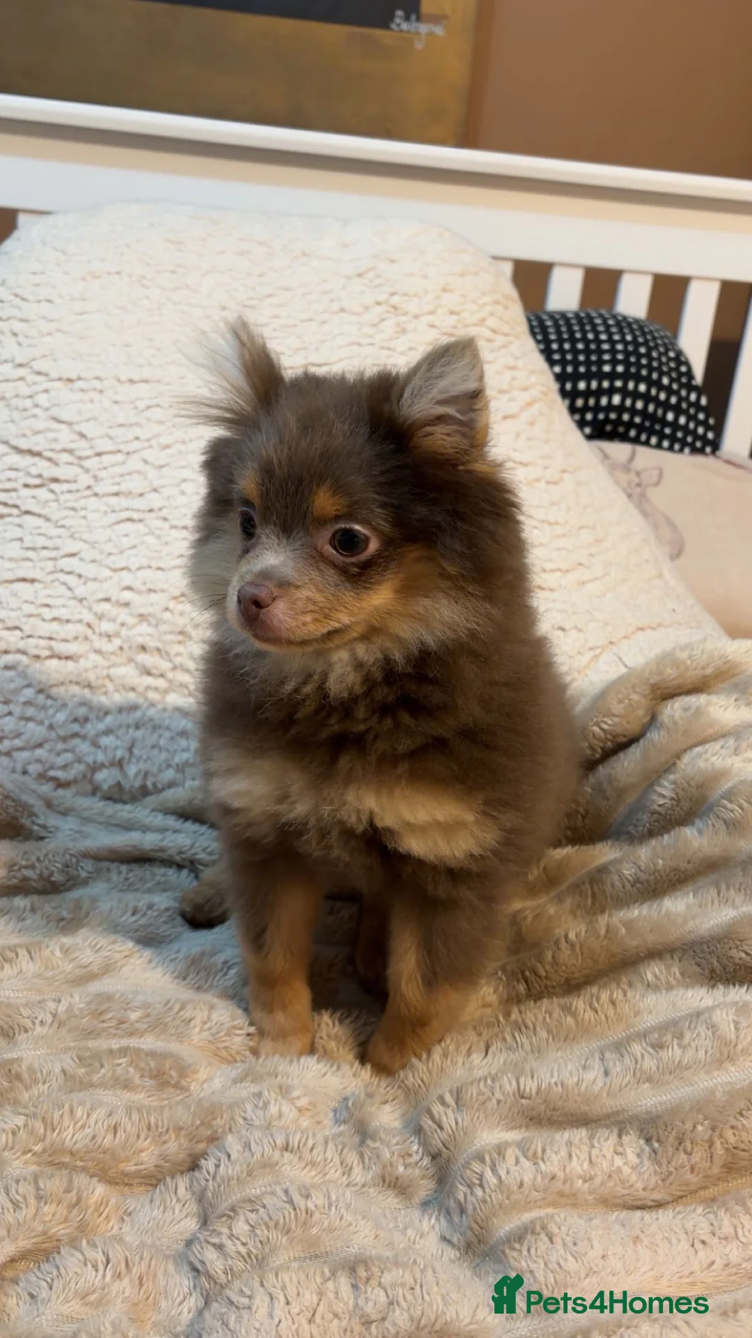 Pomeranian dogs for sale: Brown Pomeranian puppy for sale - Advert 2