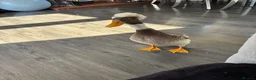 Ducks poultry for sale: X2 male runners for rehome  in Spalding - Advert 2