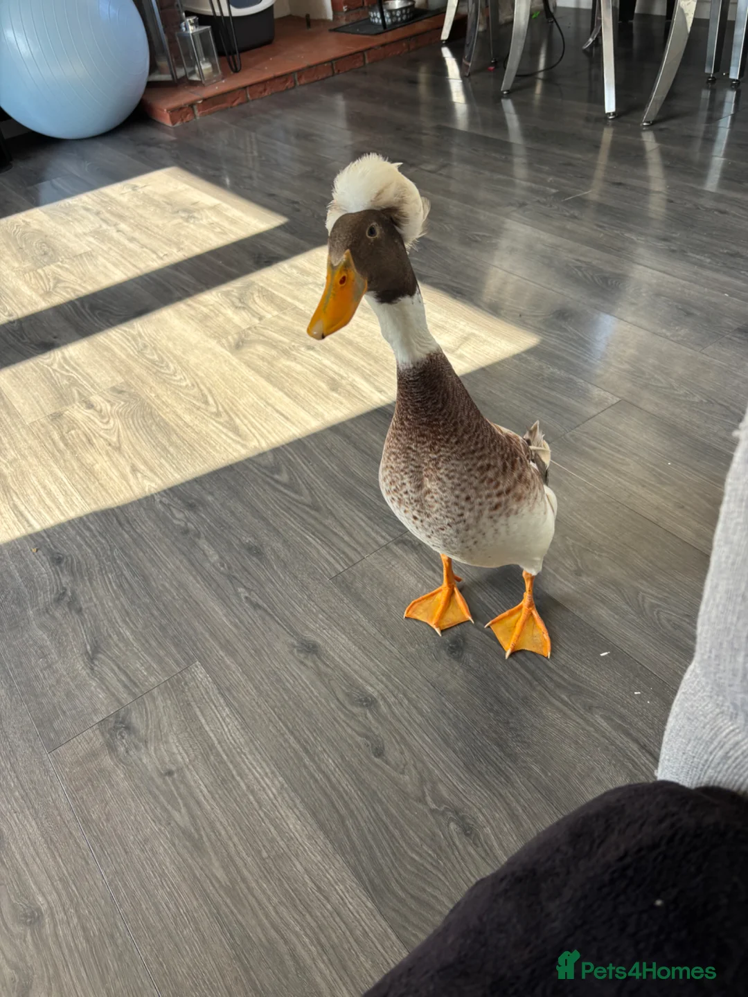 Ducks poultry for sale: X2 male runners for rehome  in Spalding - Advert 2
