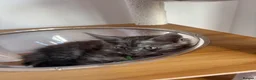 Maine Coon cats for sale: REDUCED TICA Black Smoke Maine Coon Girls - Advert 18