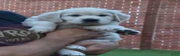 Golden Retriever dogs for sale: Golden retriever puppies for sale  - Advert 3