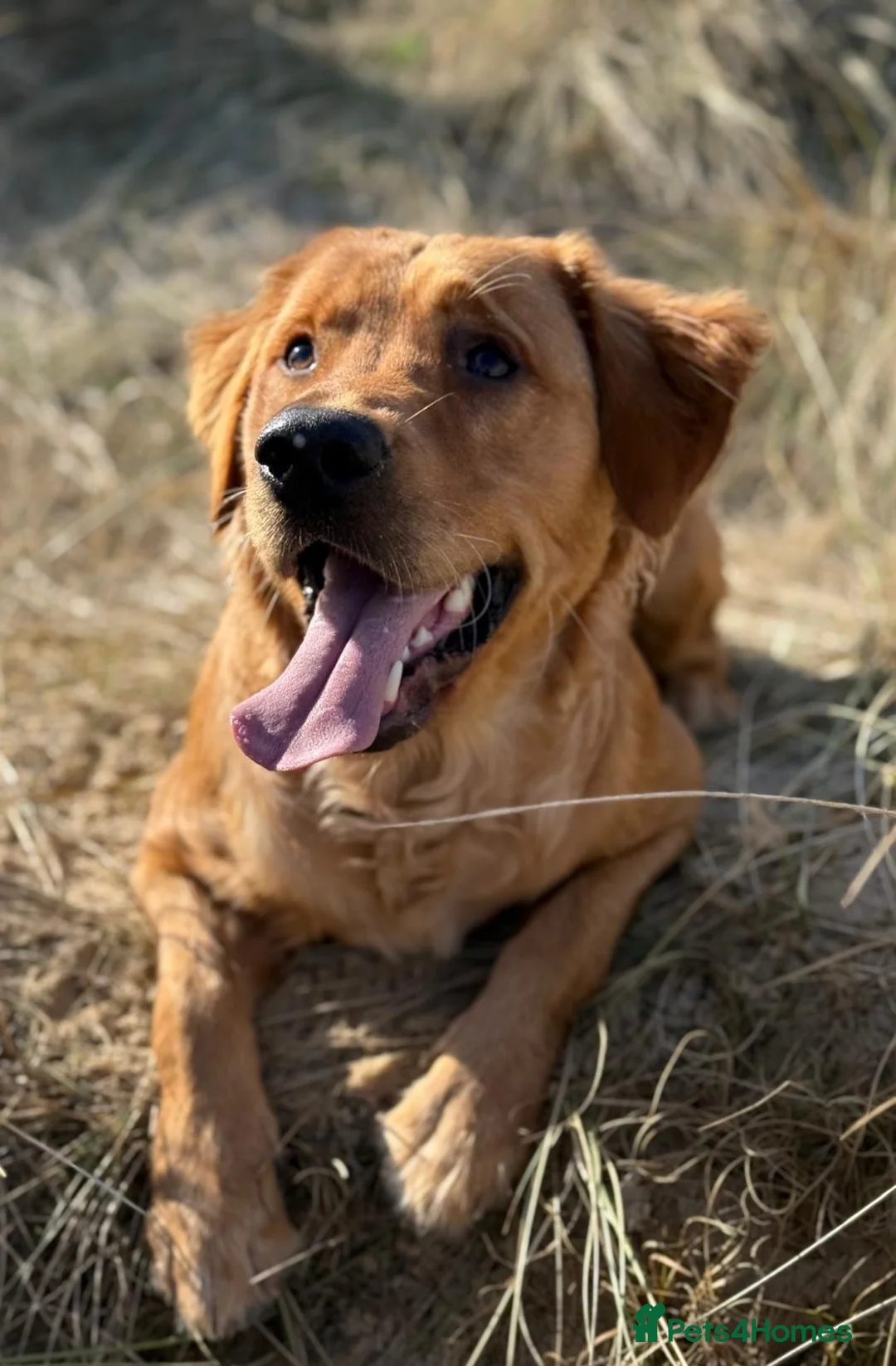 Golden Retriever dogs for sale: Waiting list open  - Advert 38