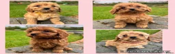Cavapoo dogs for sale: Special Red F1 Cavapoo Puppies KC Parents DNA Test - Advert 1
