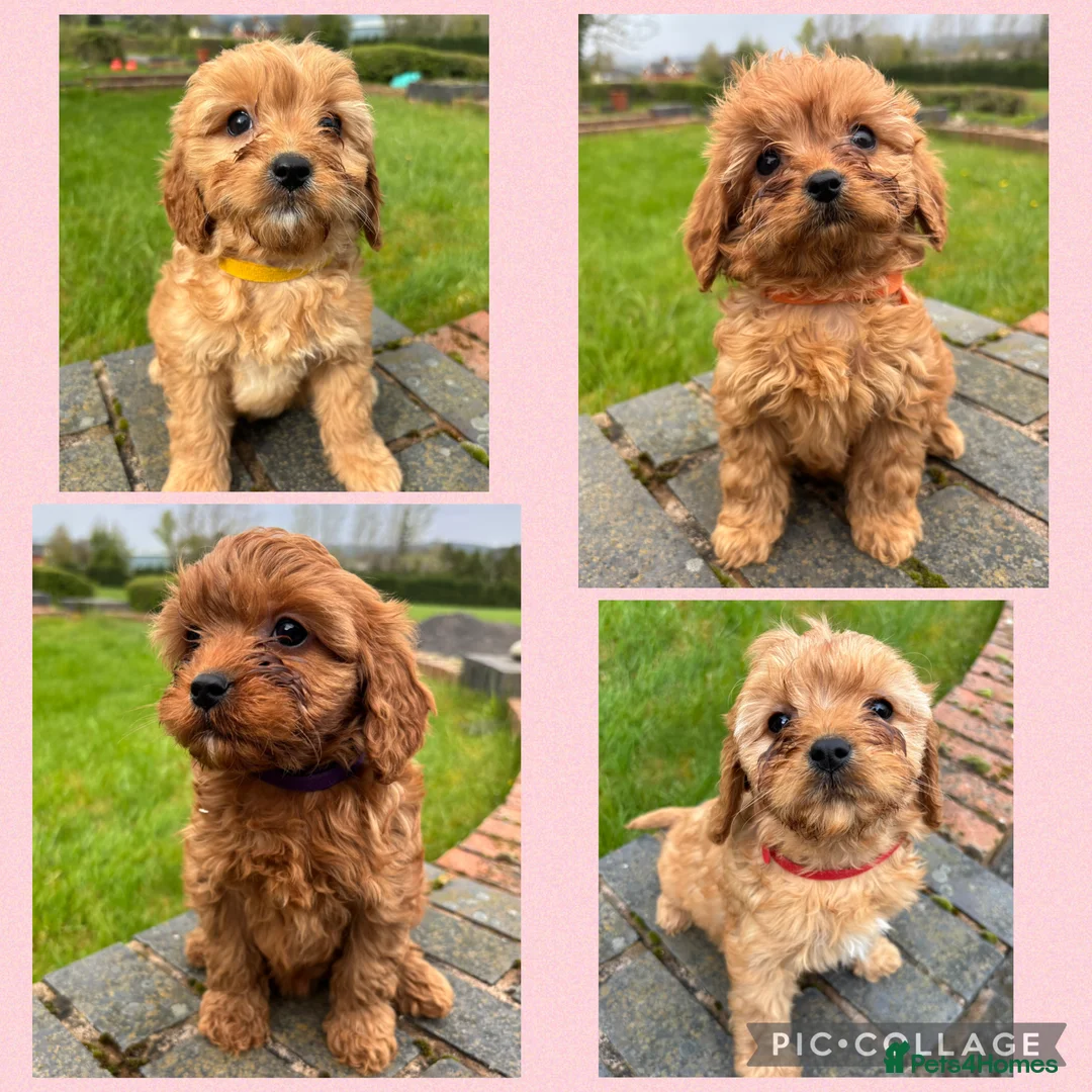Cavapoo dogs for sale: Special Red F1 Cavapoo Puppies KC Parents DNA Test - Advert 1