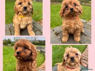 Cavapoo dogs Special Red F1 Cavapoo Puppies KC Parents DNA Test - Advert 13