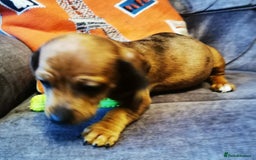 Dachshund dogs for sale: Unusual colour beautiful miniature dachshound pups - Advert 10