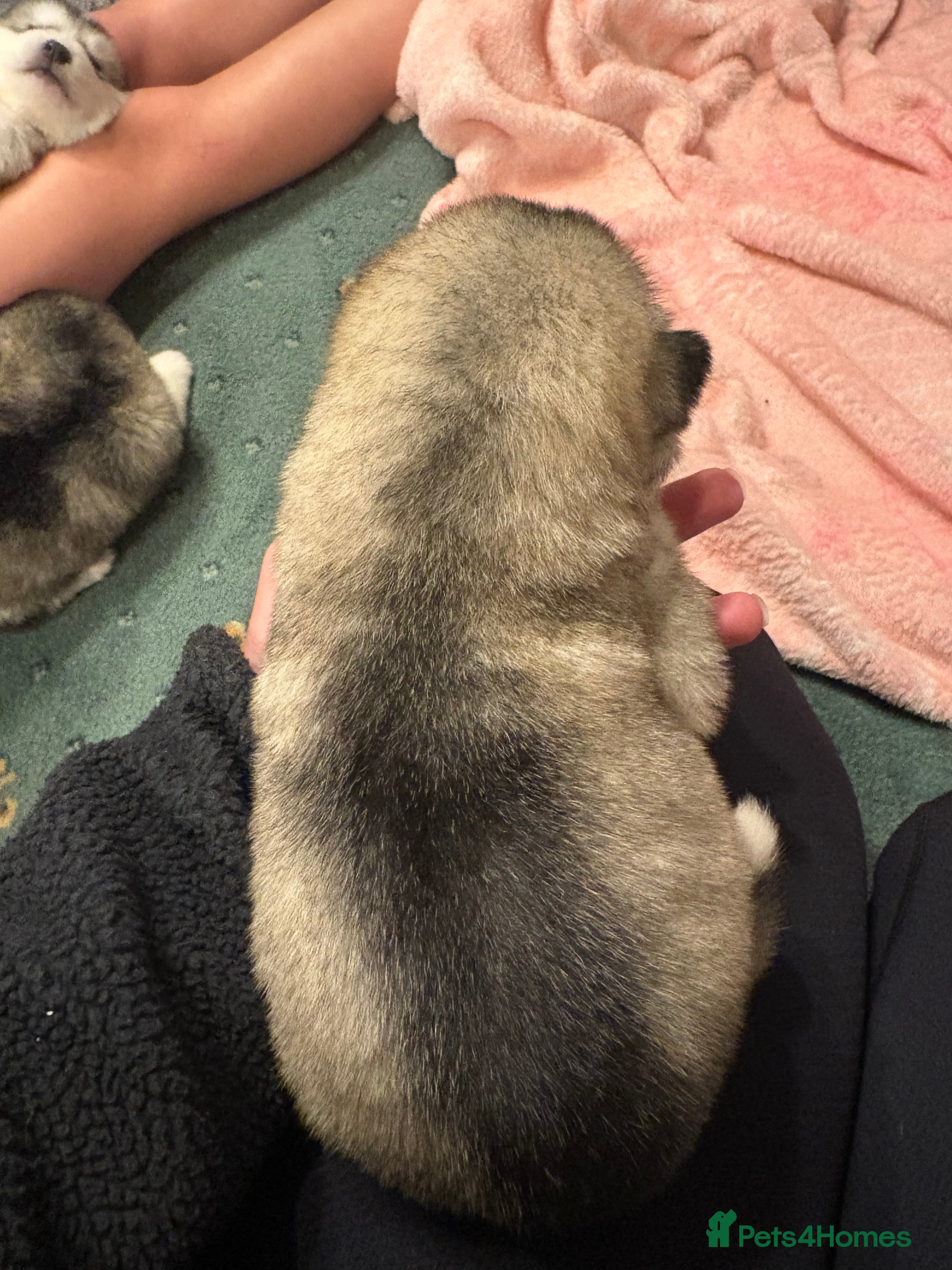 Alaskan Malamute dogs for sale: K.C Registered Quality Alaskan Malamute Puppies - Advert 10